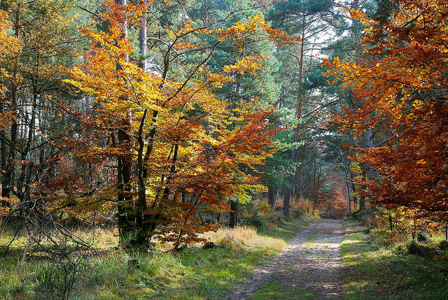 2016冬季徒步最后一期 – 枫丹白露森林