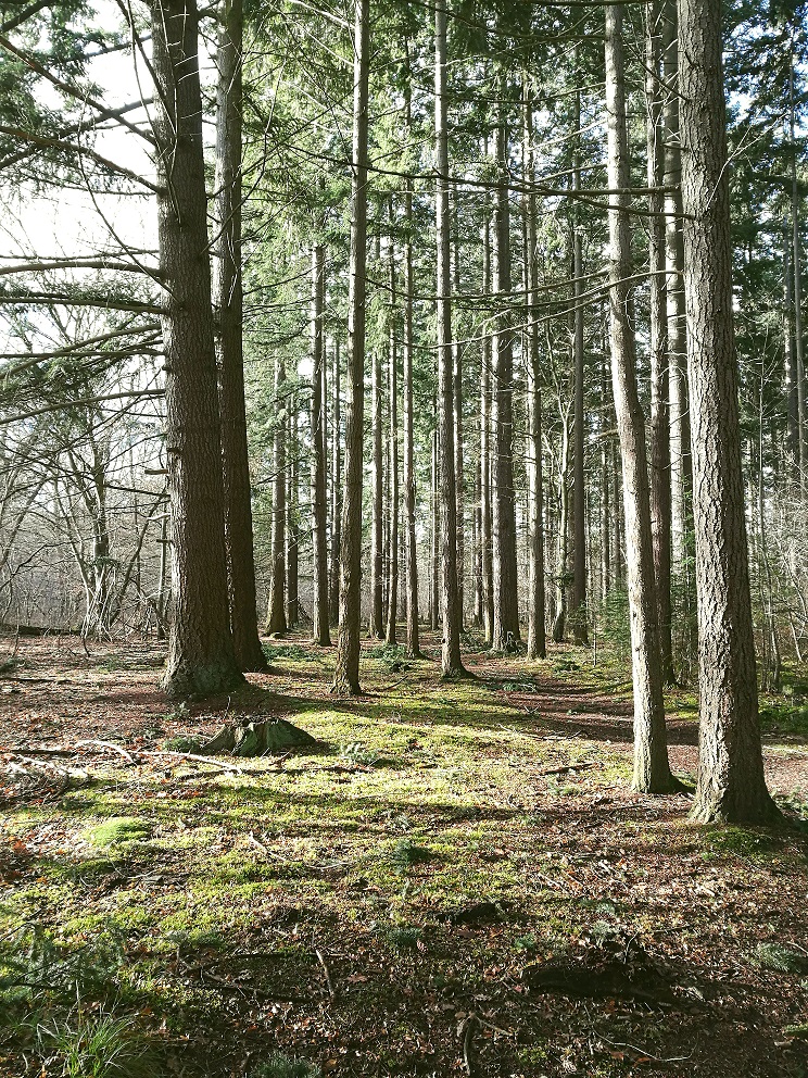 2017徒步第二期 – BOSSAPAS 挑战 （更新）